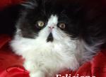 Feliciano - Persian Cat For Sale - Lemont&comma; IL&comma; US