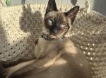 Maddie - Siamese Cat For Sale - Phila&comma; PA&comma; US