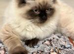 Mikey - Himalayan Cat For Sale - Tampa&comma; FL&comma; US