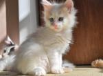 Mozzy - Maine Coon Cat For Sale - Braham&comma; MN&comma; US