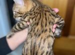 Valentine's Bengal Kittens - Bengal Cat For Sale - Haverstraw&comma; NY&comma; US