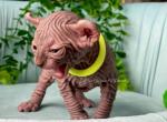 Choco - Sphynx Cat For Sale - Columbus&comma; OH&comma; US