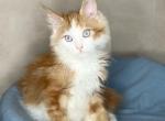 Magic Cat Polydactyl - Maine Coon Cat For Sale - Miami&comma; FL&comma; US