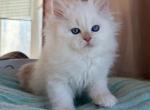 Sneshok - Siberian Cat For Sale - Pembroke Pines&comma; FL&comma; US