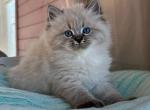 Seva - Siberian Cat For Sale - Pembroke Pines&comma; FL&comma; US