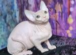 Josser - Sphynx Cat For Sale - Pembroke Pines&comma; FL&comma; US