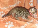 Pink female - Bengal Cat For Sale - Tallahassee&comma; FL&comma; US