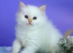 Snezhik - Siberian Cat For Sale - Pembroke Pines&comma; FL&comma; US