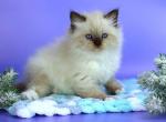 Smokey - Siberian Cat For Sale - Miami&comma; FL&comma; US
