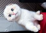 White prince blue golden shaded color point - Scottish Fold Kitten For Sale - Los Angeles&comma; CA&comma; US