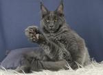 Talento - Maine Coon Cat For Sale - Miami&comma; FL&comma; US