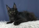 Uran - Maine Coon Cat For Sale - Hollywood&comma; FL&comma; US