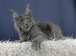Ulyana - Maine Coon Cat For Sale - Hollywood&comma; FL&comma; US