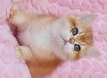 Hanny chunky ny 12 golden shell british shorthair - British Shorthair Cat For Sale - Houston&comma; TX&comma; US