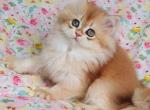 Caramelle black golden shell ny 12 longhair girl - Persian Kitten For Sale - Los Angeles&comma; CA&comma; US