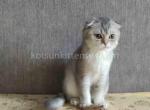 &Rcy;&ocy;nchik blue silver chinchilla scottish fold - Scottish Fold Cat For Sale - TX&comma; US