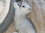 Besty silver shaded chinchilla baby girl - Scottish Straight Kitten For Sale - Los Angeles&comma; CA&comma; US