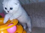Bueno silver shaded chinchilla girl scottish fold - Scottish Fold Kitten For Sale - Los Angeles&comma; CA&comma; US