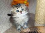 Bonita black golden ticked chinchila scottish fold - Scottish Fold Kitten For Sale - Los Angeles&comma; CA&comma; US