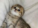 Barney leopard cub scottish fold tabby boy - Scottish Fold Kitten For Sale - Los Angeles&comma; CA&comma; US