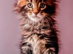 Maine Coon Boy - Maine Coon Cat For Sale - Staten Island&comma; NY&comma; US