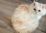 Tica Selkirk litter due may - Selkirk Rex Cat For Sale - Woodburn&comma; IN&comma; US
