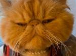 Red Persian Male - Persian Cat For Sale - Clay&comma; PA&comma; US