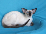 Fenimor - Oriental Kitten For Sale