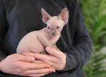 River - Sphynx Cat For Sale - Rockford&comma; IL&comma; US