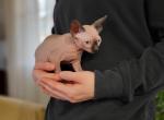 Iris - Sphynx Cat For Sale - Rockford&comma; IL&comma; US