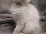 Ragdoll1 - Ragdoll Cat For Sale - Pittsburgh&comma; PA&comma; US
