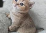 Golden girl Gucci Ny25 - British Shorthair Cat For Sale - Grand Rapids&comma; MI&comma; US