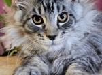 Qu&auml;tar - Maine Coon Cat For Sale - Pensacola&comma; FL&comma; US