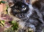 Quasat&aacute; - Maine Coon Cat For Sale - Pensacola&comma; FL&comma; US