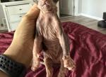 Pepper - Sphynx Cat For Sale - Chicago&comma; IL&comma; US