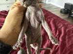 Cumin - Sphynx Cat For Sale - Chicago&comma; IL&comma; US