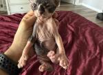 Paprika - Sphynx Cat For Sale - Chicago&comma; IL&comma; US