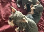 Salt - Sphynx Cat For Sale - Chicago&comma; IL&comma; US