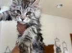 Male kitten ready to go - Maine Coon Cat For Sale - Waukesha&comma; WI&comma; US