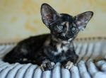 Confetti - Oriental Cat For Sale - Pembroke Pines&comma; FL&comma; US