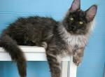 Zver - Maine Coon Cat For Sale - Hollywood&comma; FL&comma; US