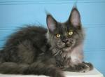 Zima - Maine Coon Cat For Sale - Hollywood&comma; FL&comma; US