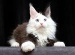 Hummer Polydactyl - Maine Coon Cat For Sale - Hollywood&comma; FL&comma; US