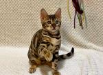 Zacharia - Bengal Cat For Sale - Norwalk&comma; CT&comma; US
