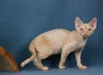 Onyx - Devon Rex Cat For Sale - Norwalk&comma; CT&comma; US