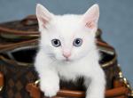 Rada - Munchkin Cat For Sale - Pembroke Pines&comma; FL&comma; US