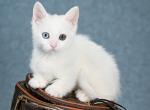 Robin - Munchkin Cat For Sale - Pembroke Pines&comma; FL&comma; US