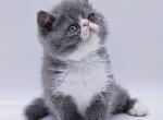 Alex EXO - Exotic Cat For Sale - Norwalk&comma; CT&comma; US