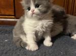 Bicolor Male 1 - Persian Kitten For Sale - Dearborn&comma; MI&comma; US