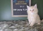 Cheddar - Maine Coon Cat For Sale - Braham&comma; MN&comma; US